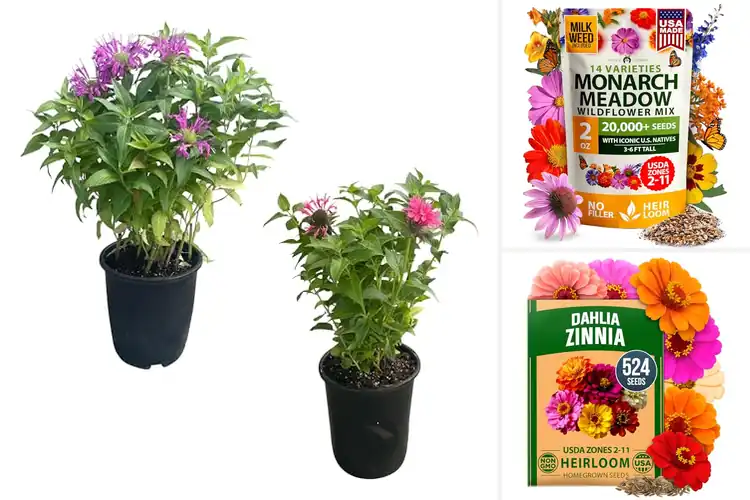 Detailed view of Best Pollinator Plants